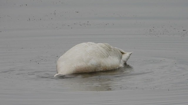 Trumpeter Swan - ML247664991