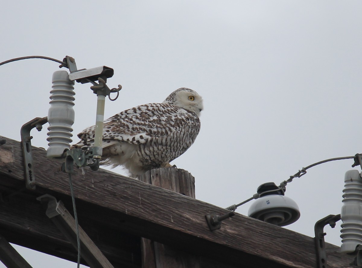 Snowy Owl - ML247665361
