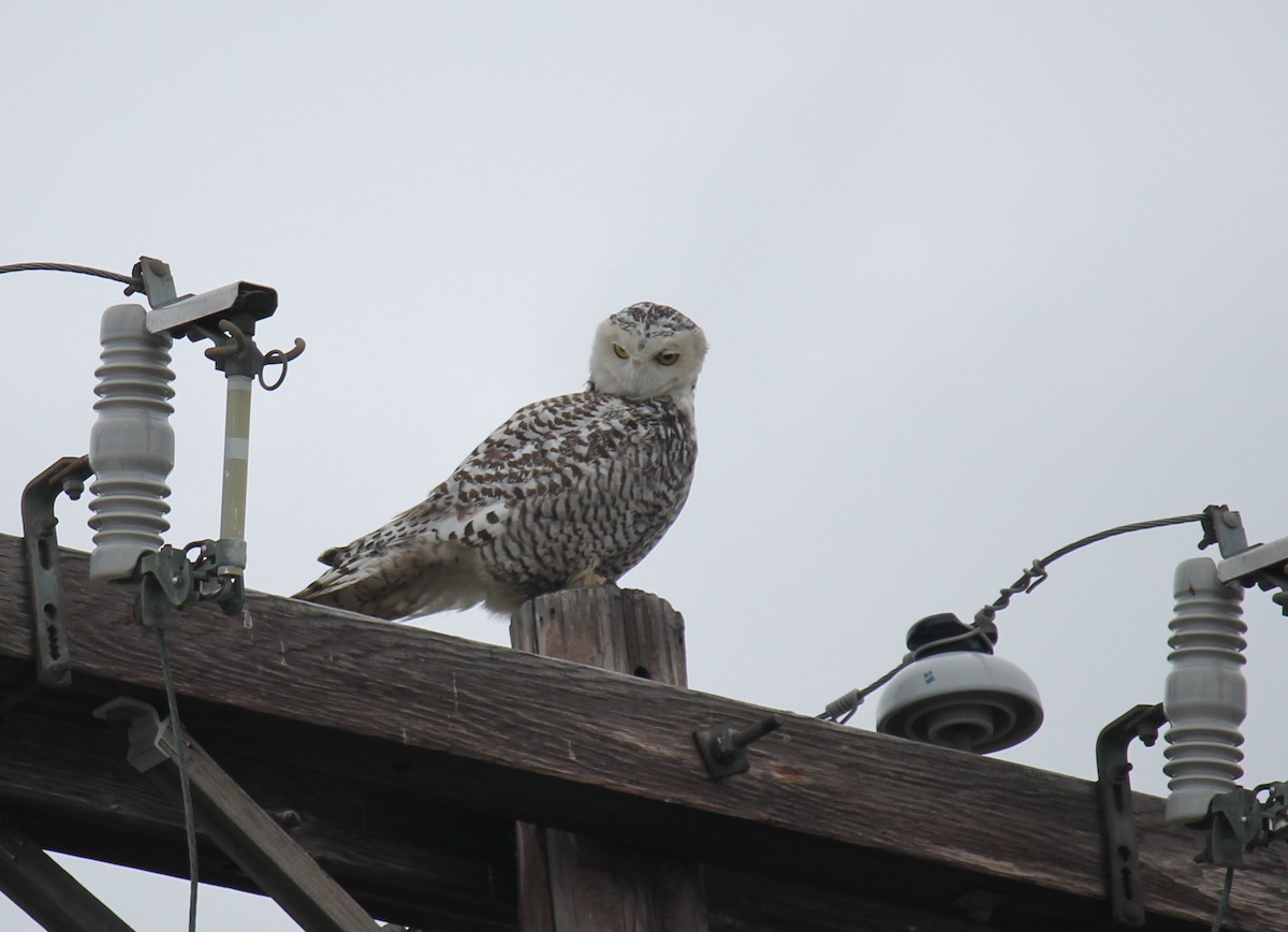 Snowy Owl - ML247665421