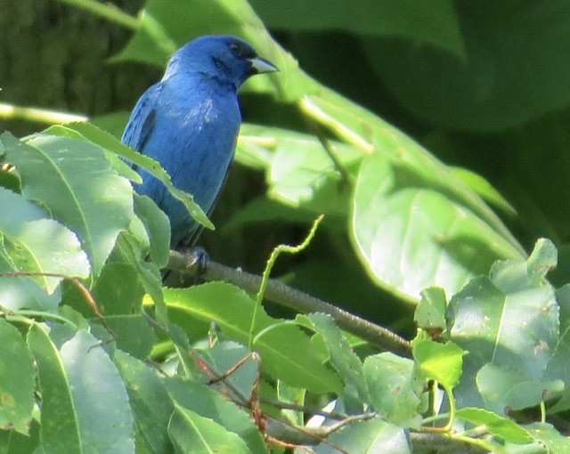 Indigo Bunting - ML247665751