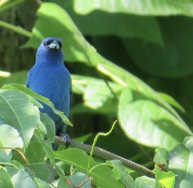 Indigo Bunting - ML247665761