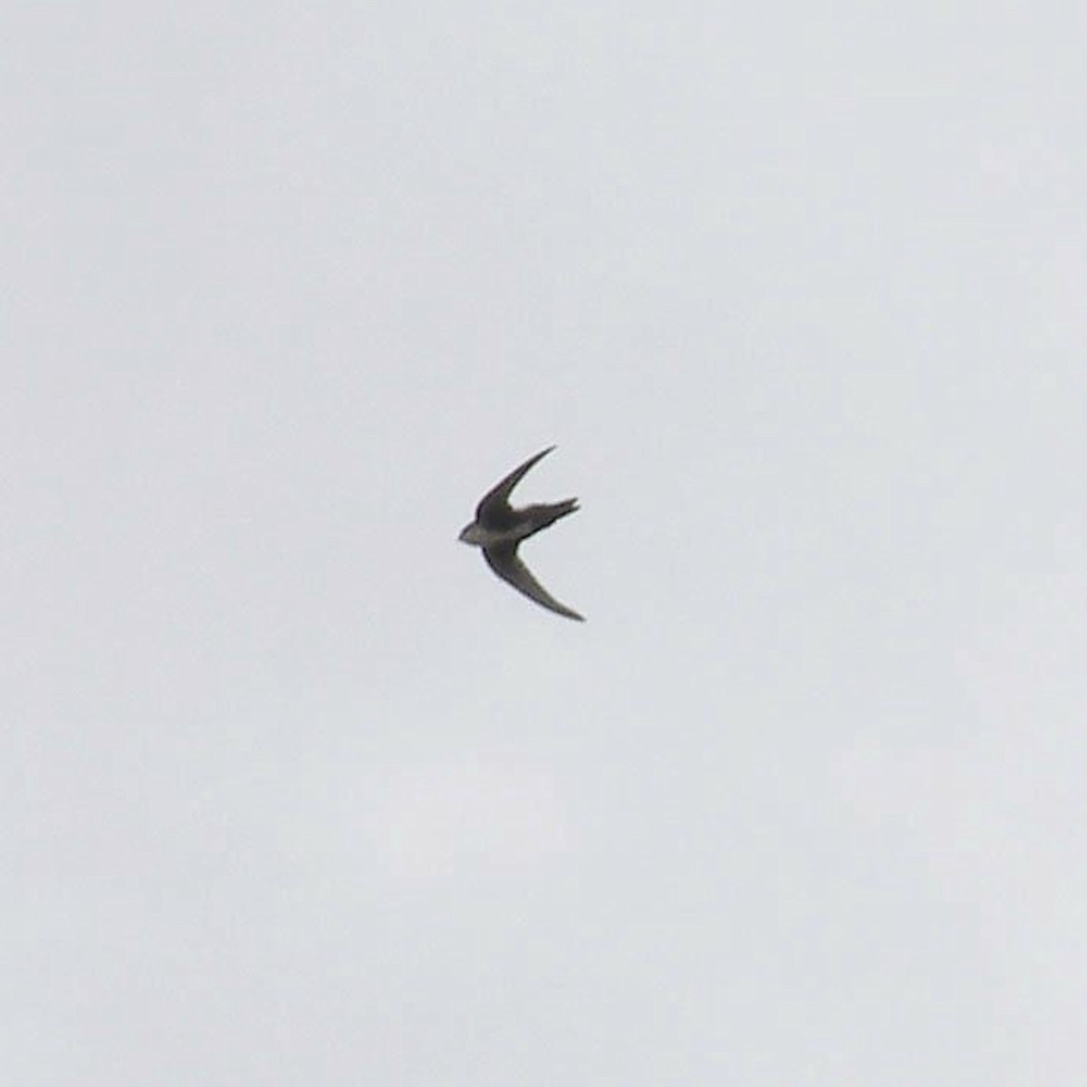 White-throated Swift - Sylvia Maulding