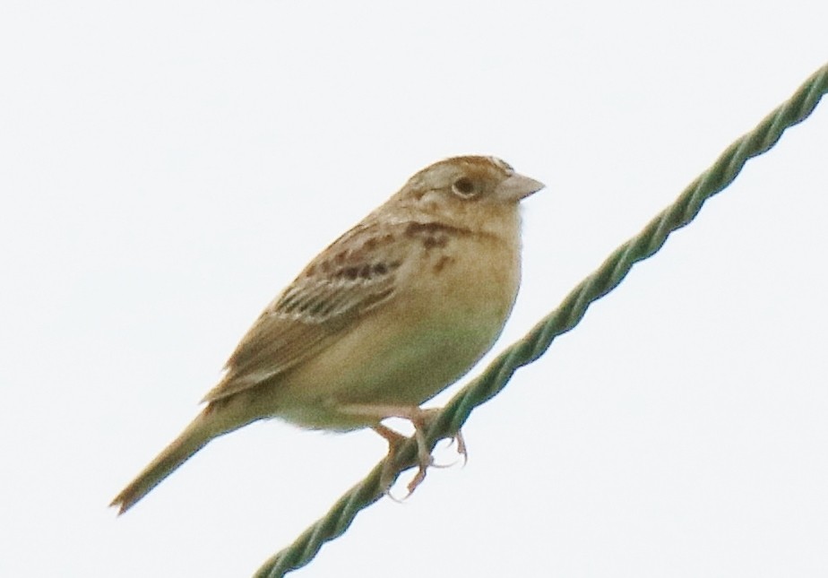 Grasshopper Sparrow - ML247667251