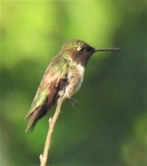 Ruby-throated Hummingbird - Michelle Forte