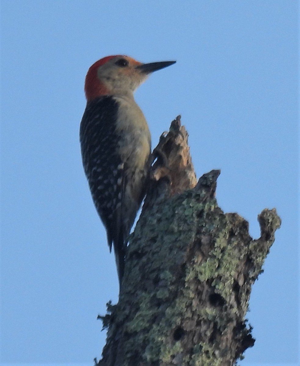 Red-bellied Woodpecker - ML247667801