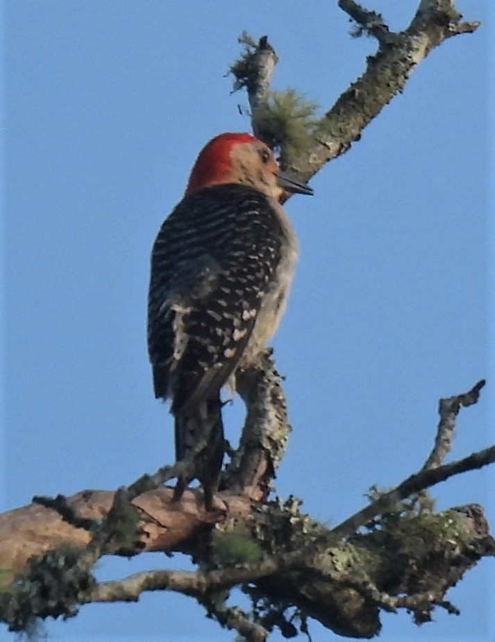 Red-bellied Woodpecker - ML247667831