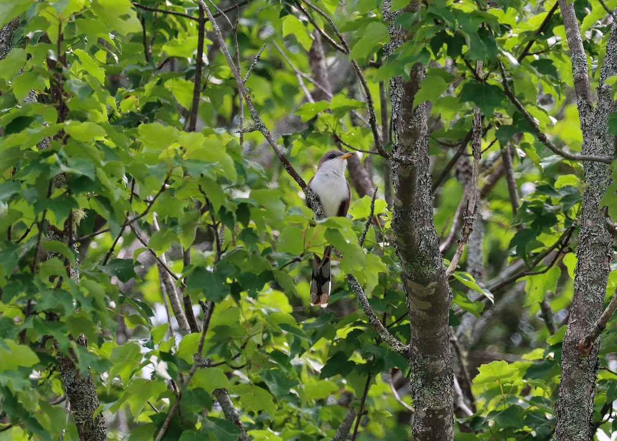 Yellow-billed Cuckoo - ML247670091