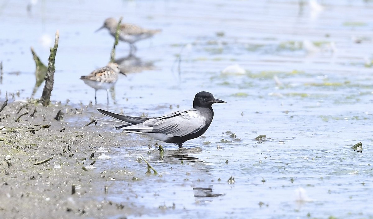 Black Tern - Tom Crabtree