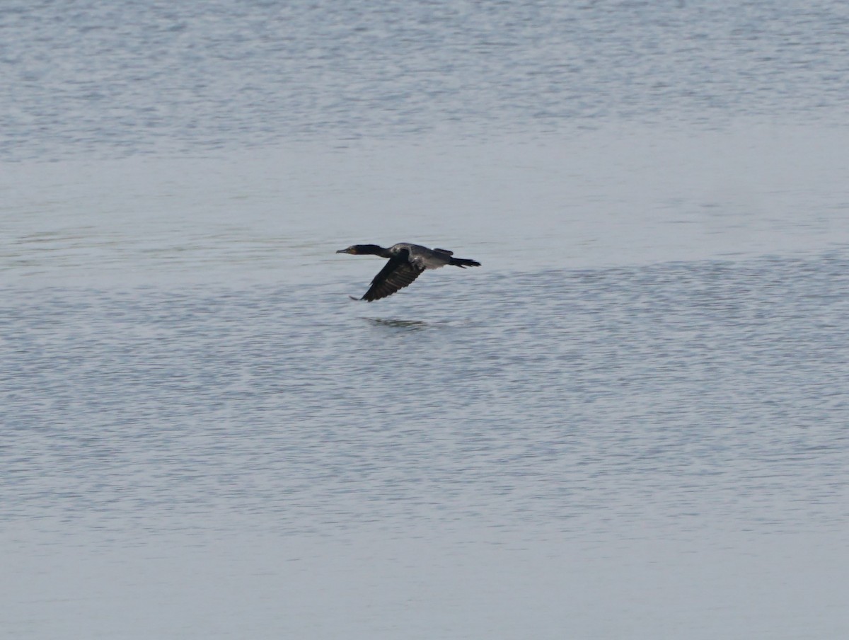 Double-crested Cormorant - Cindy & Gene Cunningham