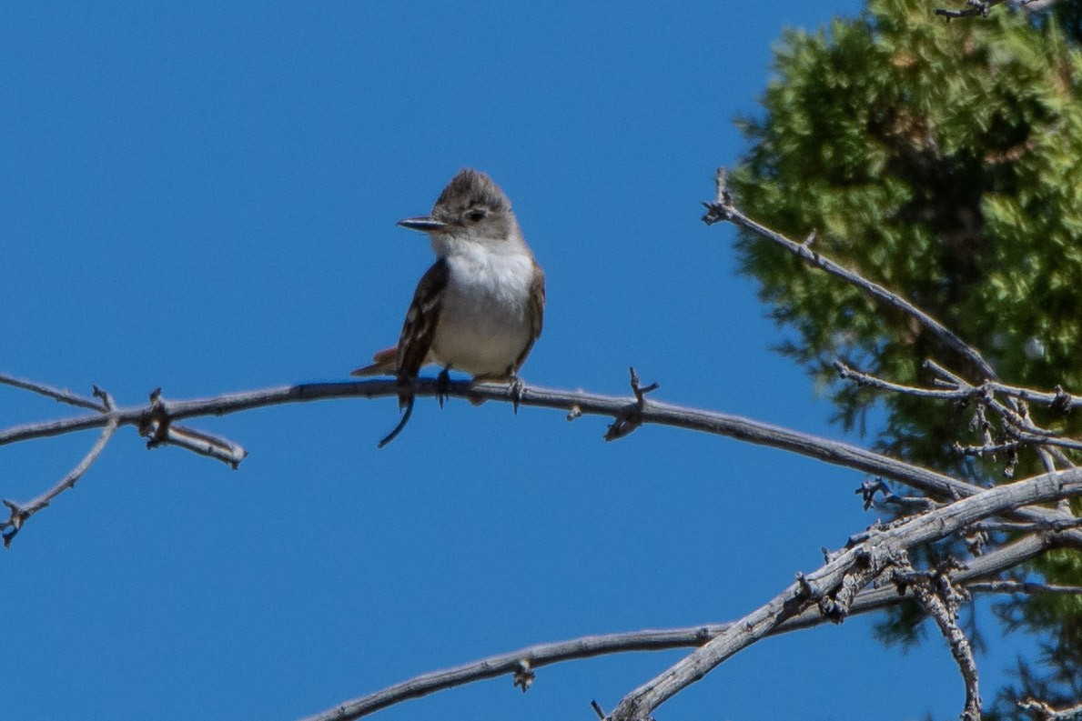 Ash-throated Flycatcher - ML247670511