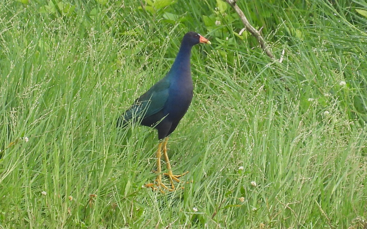 Purple Gallinule - ML247670741