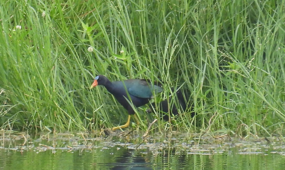 Purple Gallinule - ML247670841