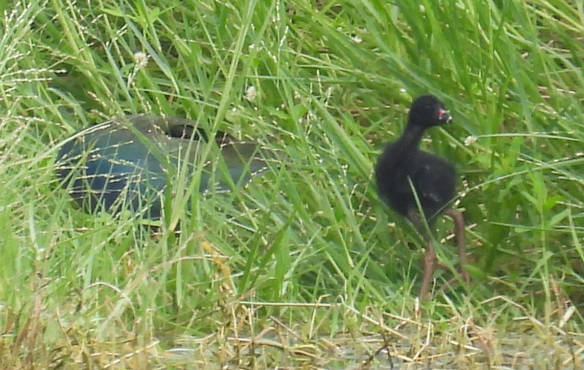 Purple Gallinule - ML247670921