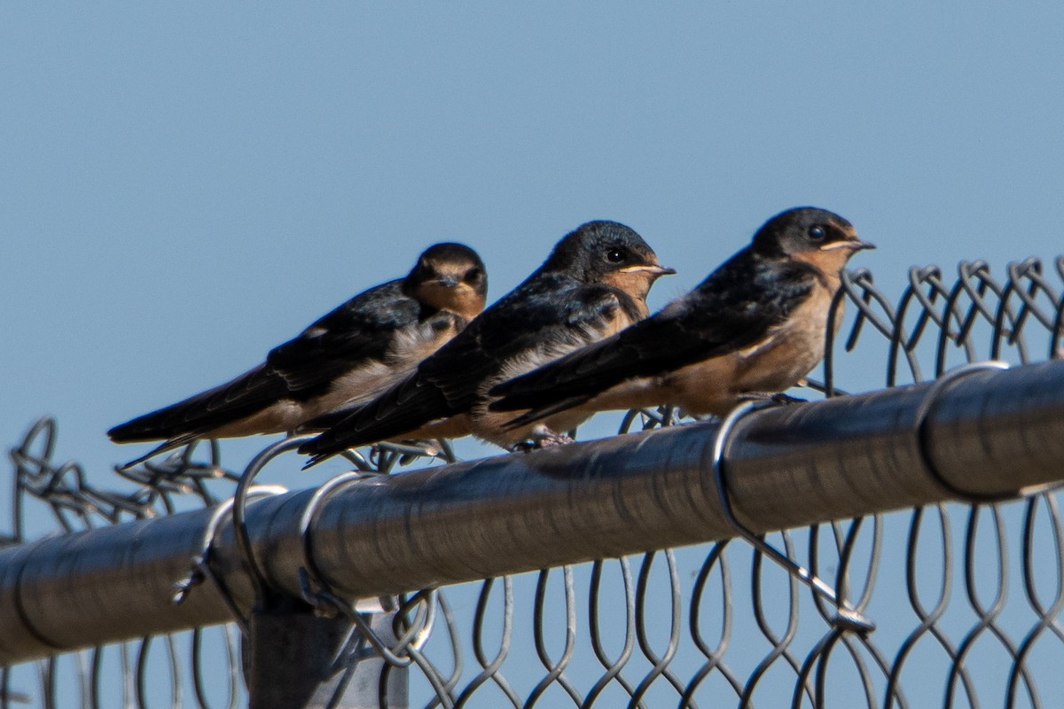 Barn Swallow - ML247670931