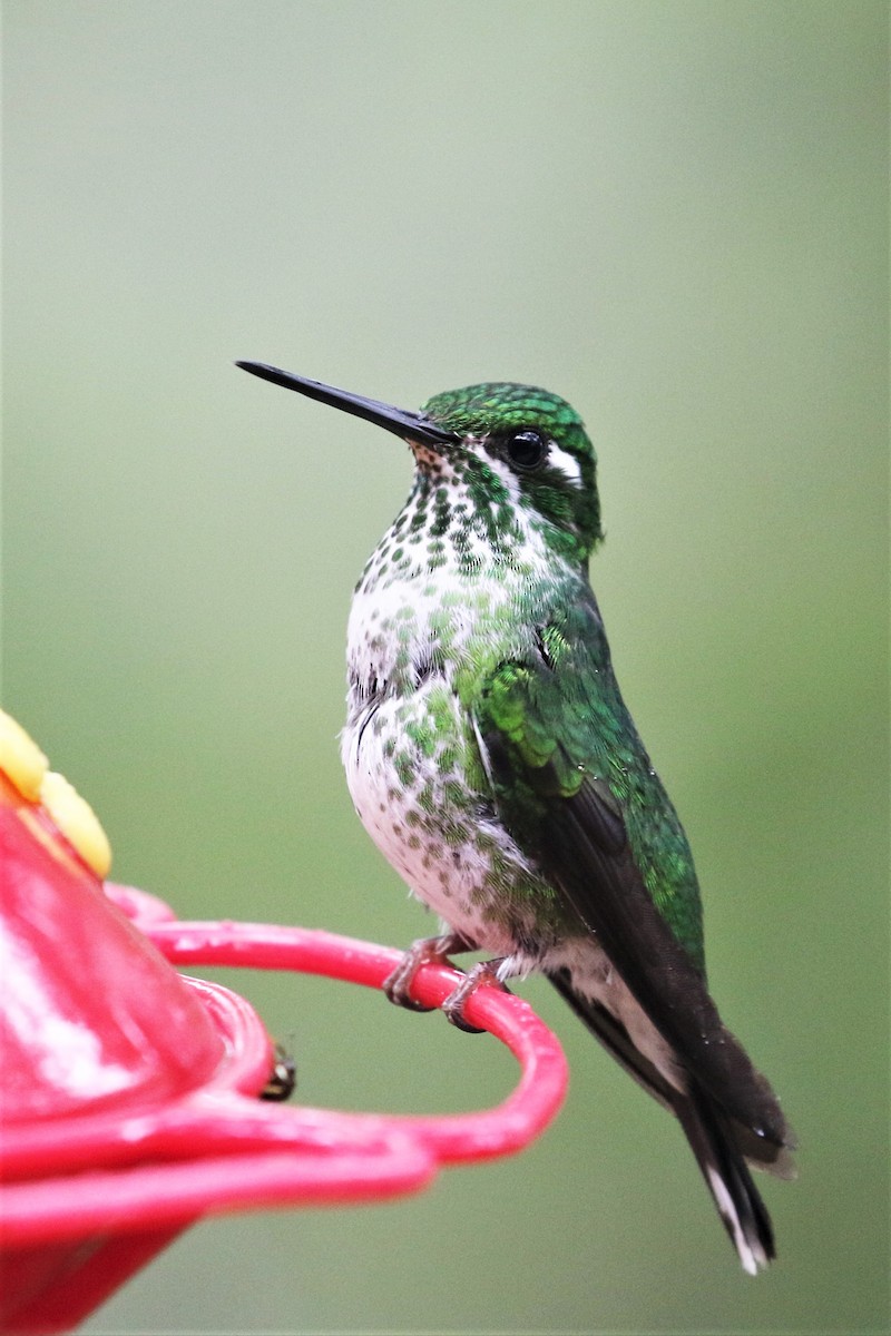 Colibrí Puntiblanco Occidental - ML247672861