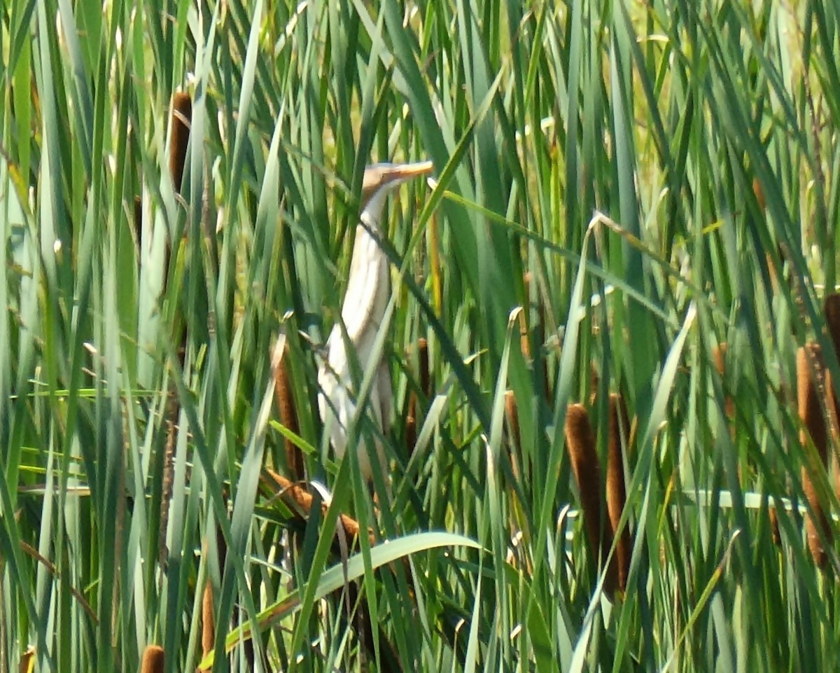 Least Bittern - ML247673961