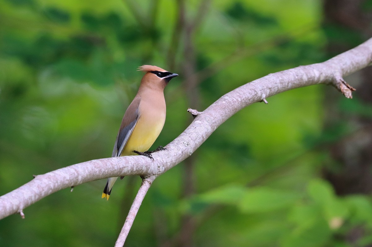 Cedar Waxwing - ML247674891