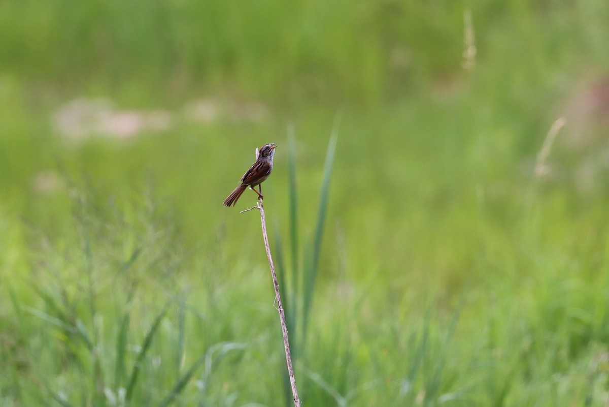 Swamp Sparrow - ML247675071