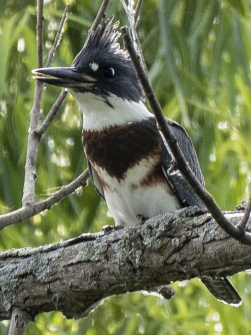 Belted Kingfisher - Estela Quintero-Weldon