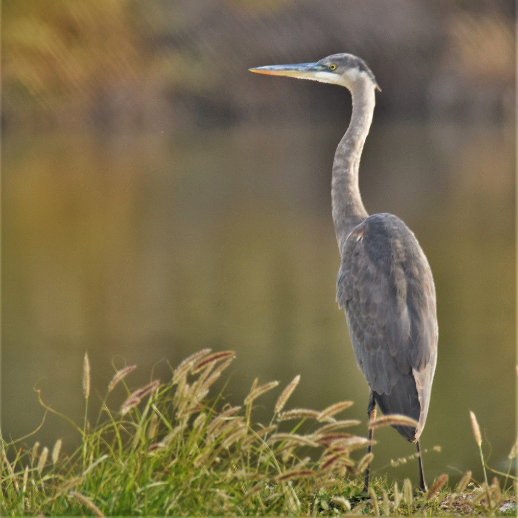 Great Blue Heron - ML247675881