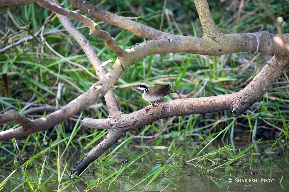 Sungrebe - Shailesh Pinto