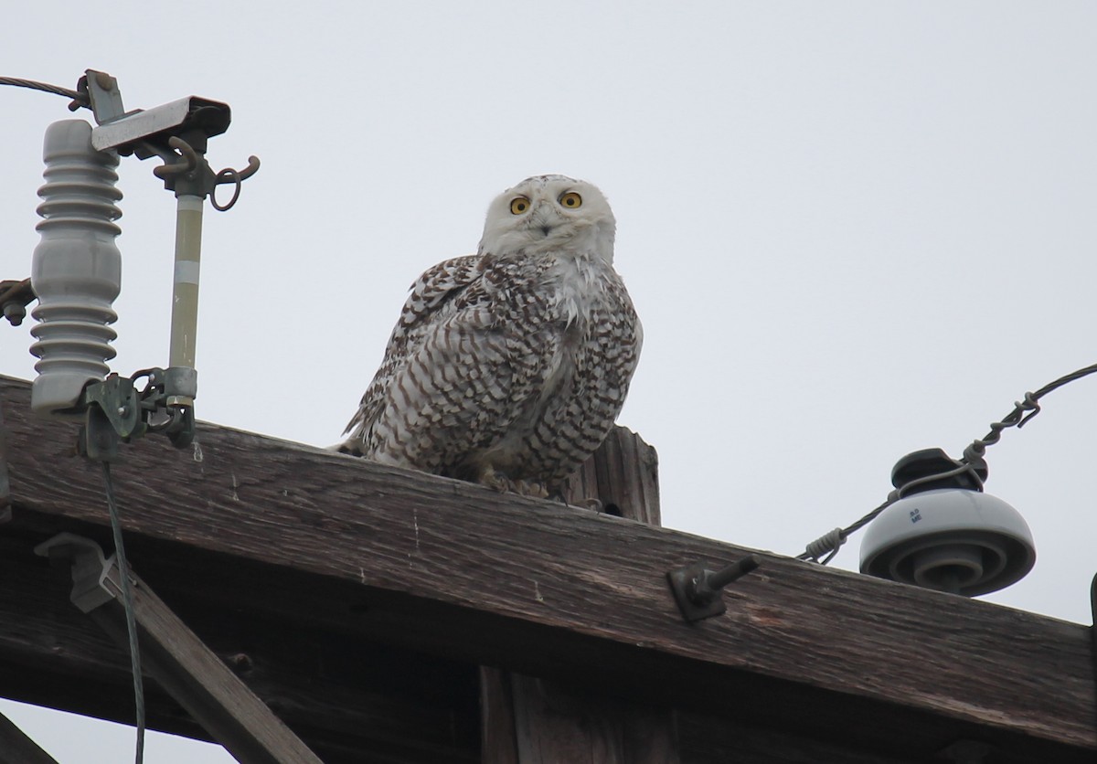 Snowy Owl - ML247677321