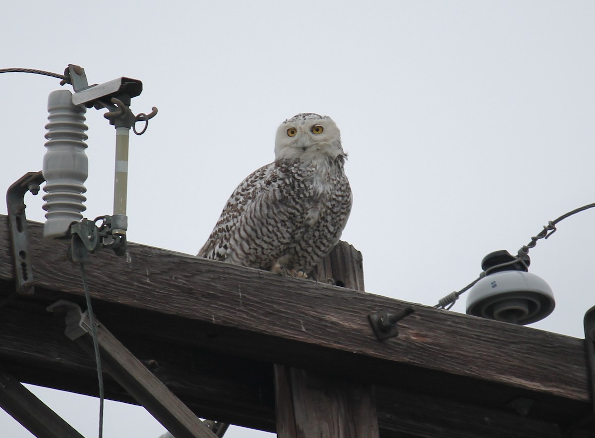 Snowy Owl - ML247677361