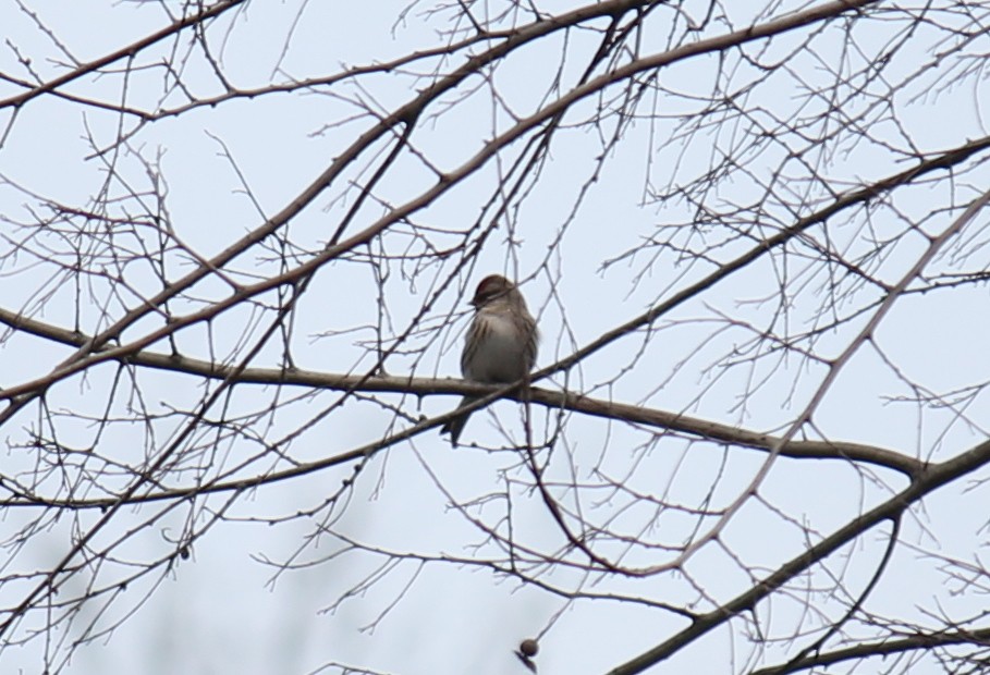 Redpoll (Common) - ML247677611