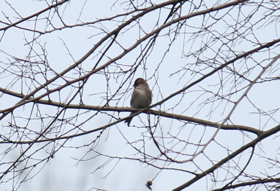 Common Redpoll - ML247677611