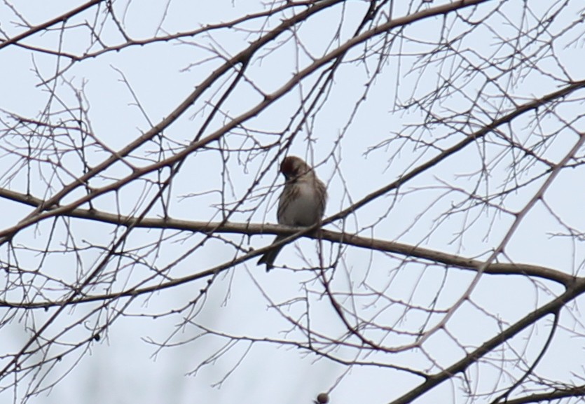 Redpoll (Common) - ML247677681