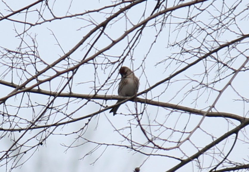 Common Redpoll - ML247677681