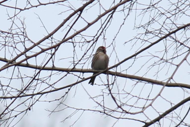 Redpoll (Common) - ML247677741