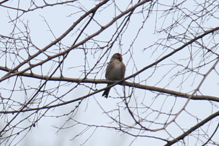 Common Redpoll - ML247677741