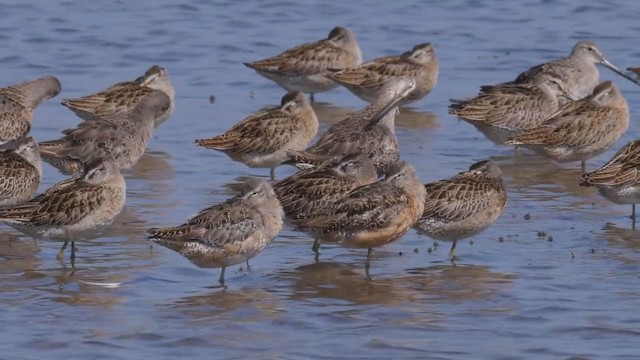 Short-billed Dowitcher (caurinus) - ML247678161