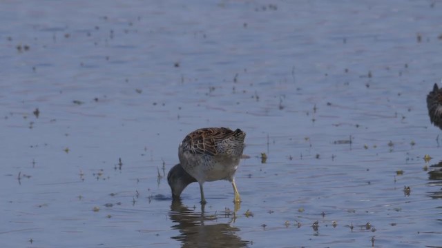 Short-billed Dowitcher (caurinus) - ML247678301