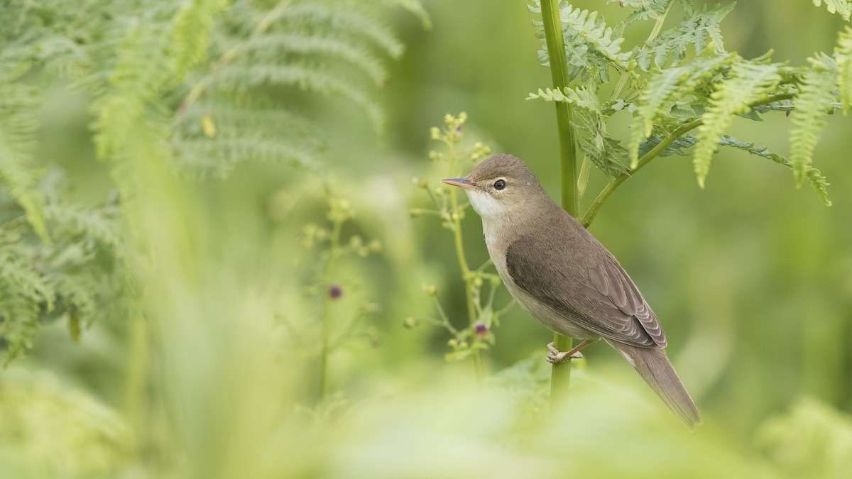Marsh Warbler - birol hatinoğlu