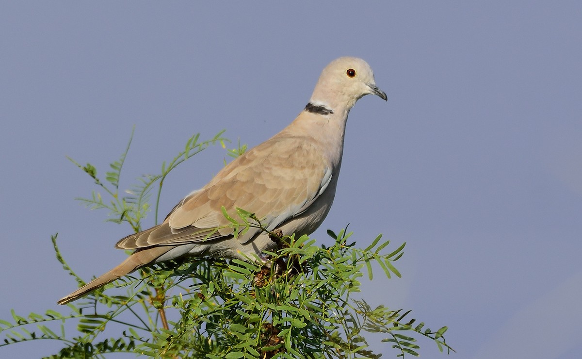 Eurasian Collared-Dove - ML247679291