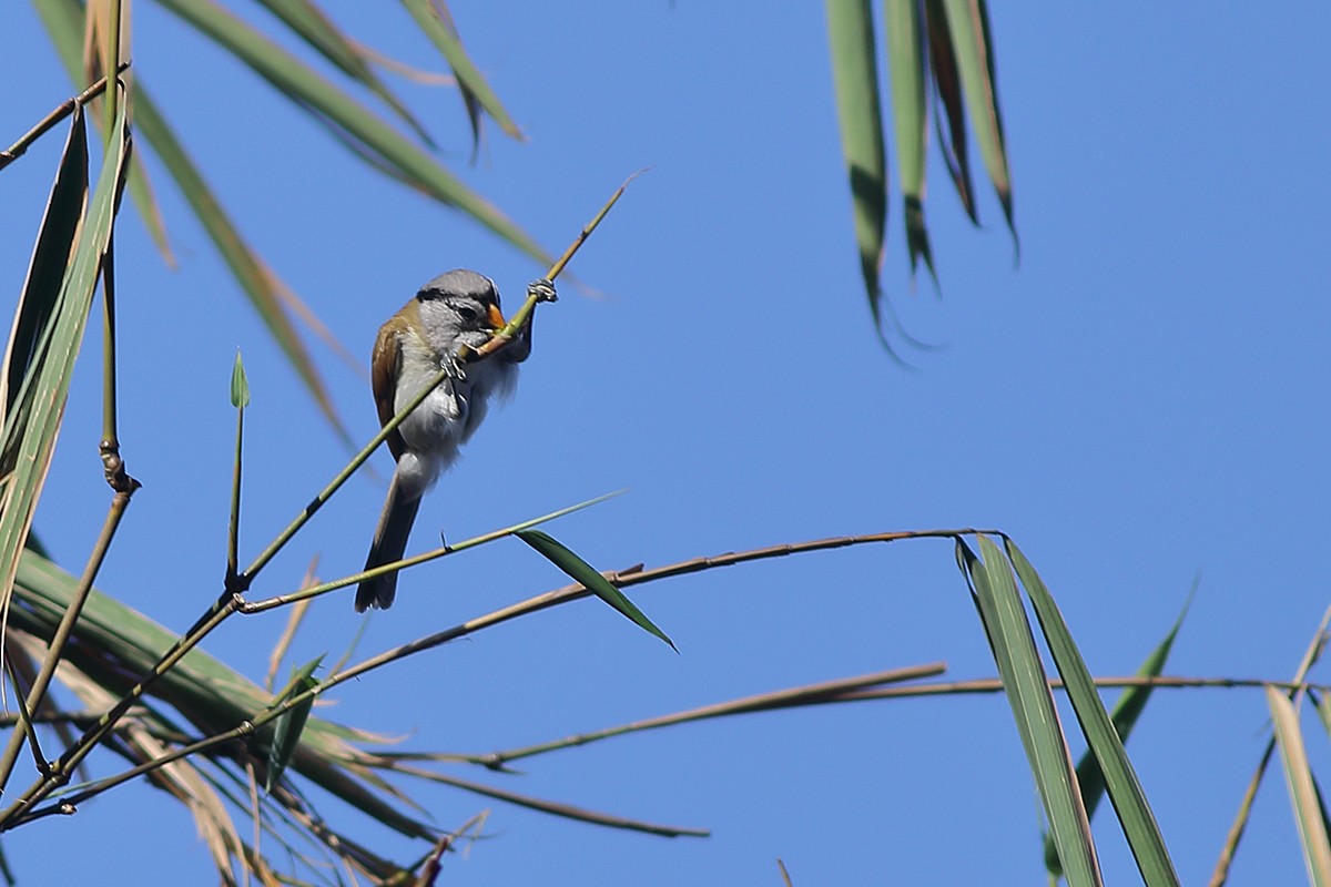 Gray-headed Parrotbill - ML247679321