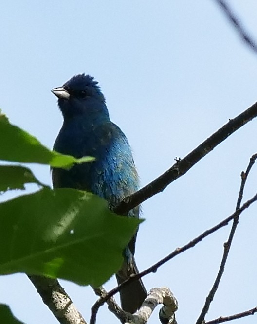 Indigo Bunting - Mary DeWire