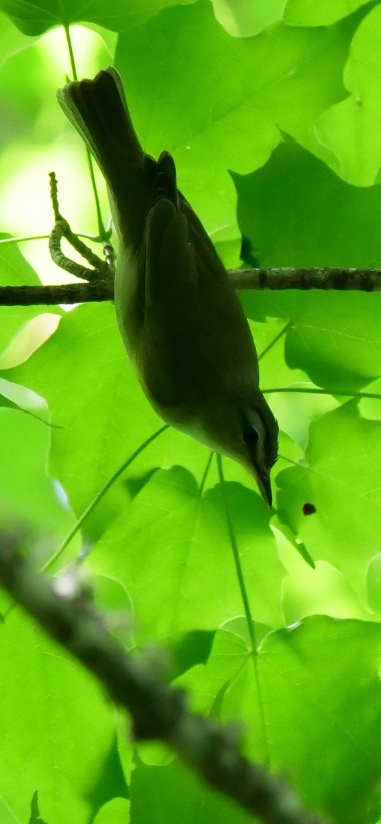 Tennessee Warbler - ML247680291