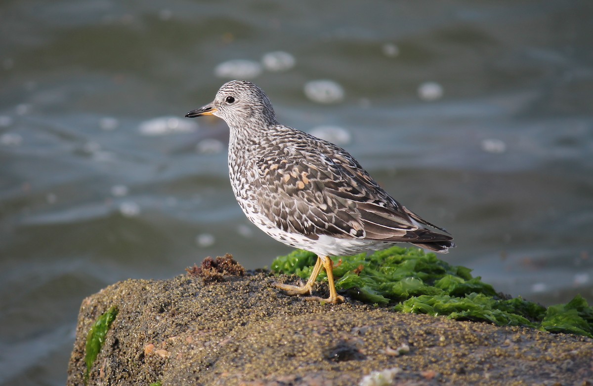 Surfbird - ML247680411