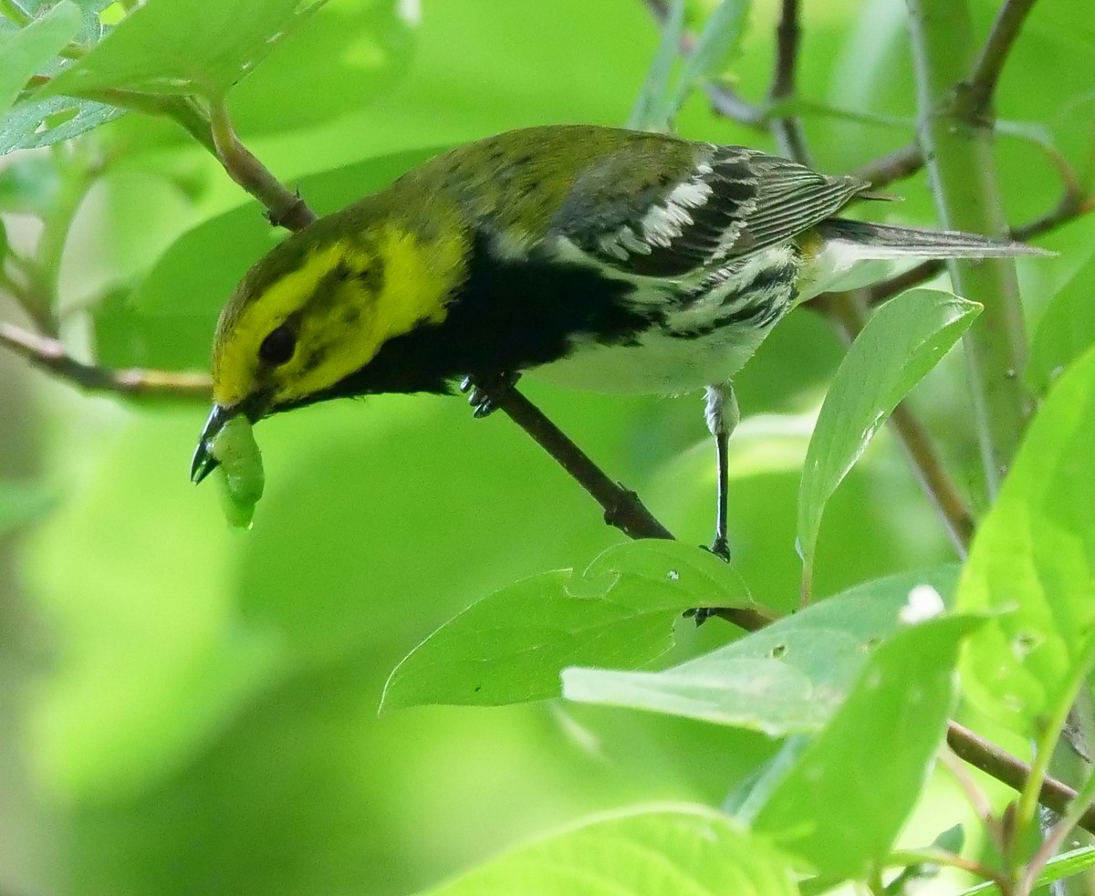 Black-throated Green Warbler - ML247680461