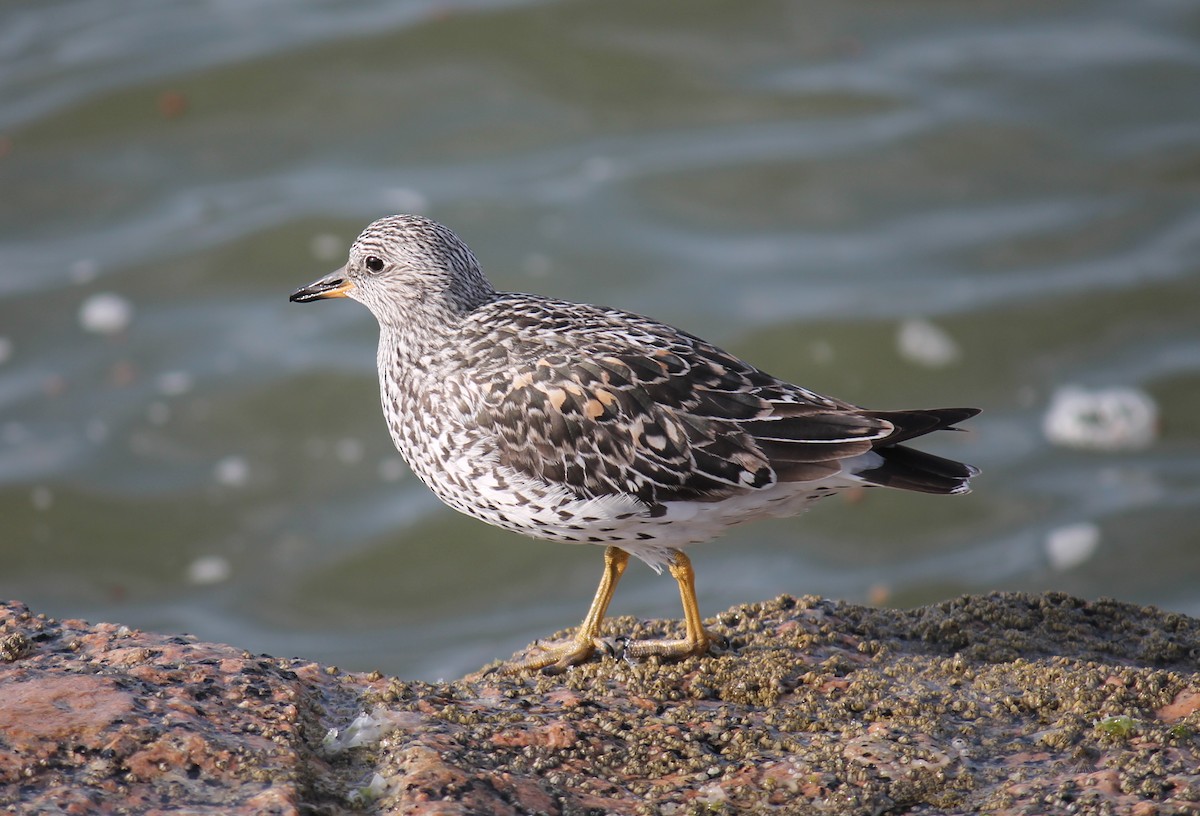 Surfbird - ML247680561