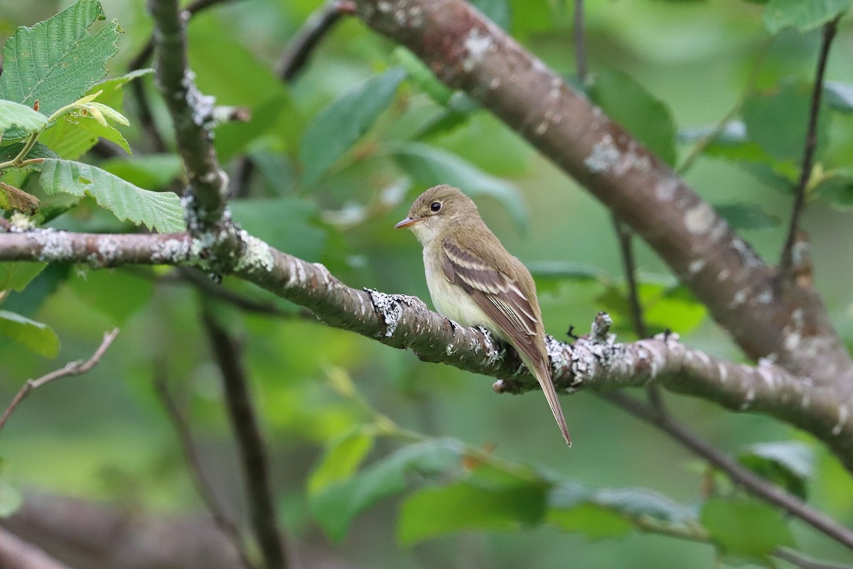 Alder/Willow Flycatcher (Traill's Flycatcher) - ML247680581