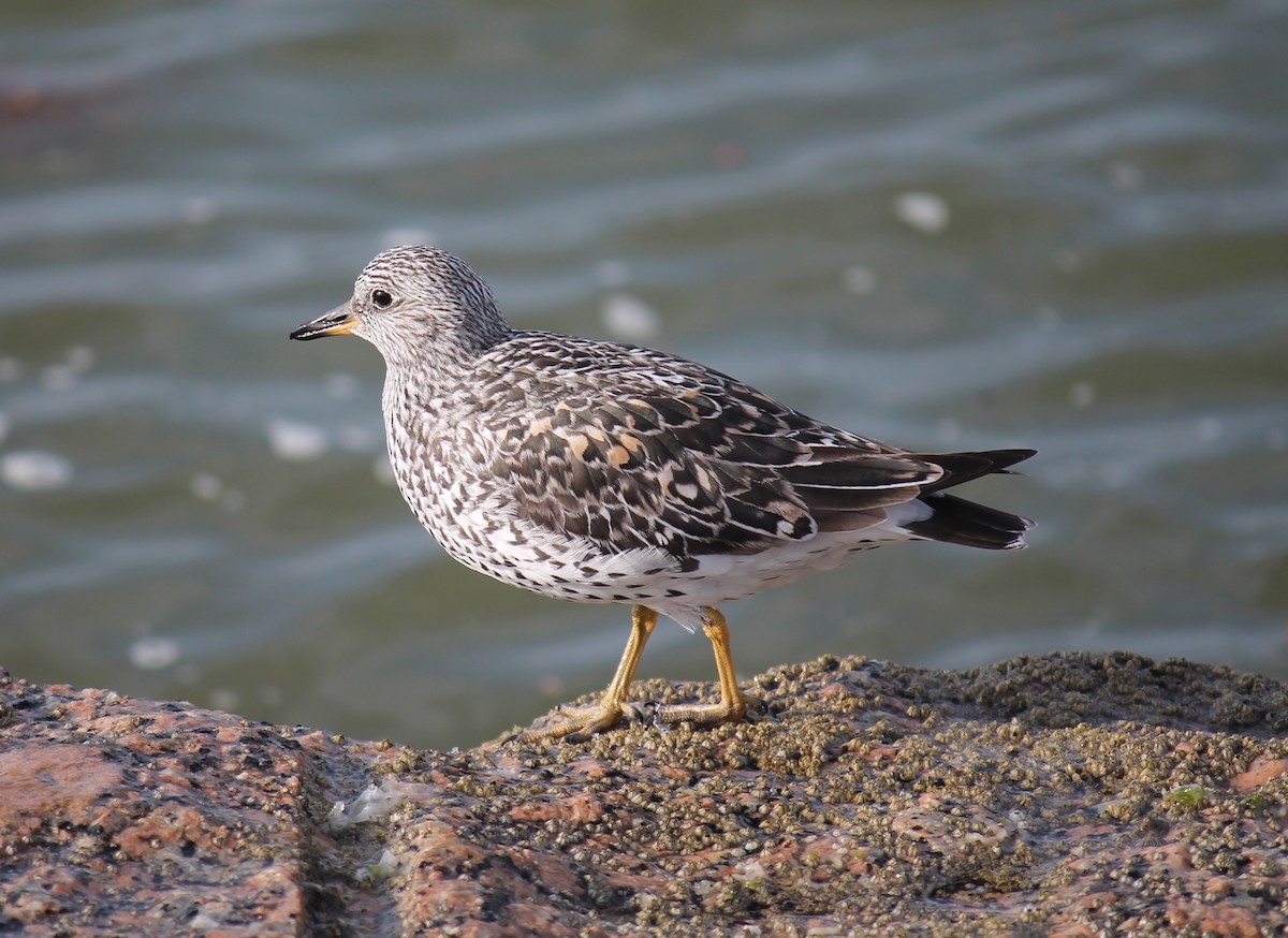 Surfbird - ML247680601