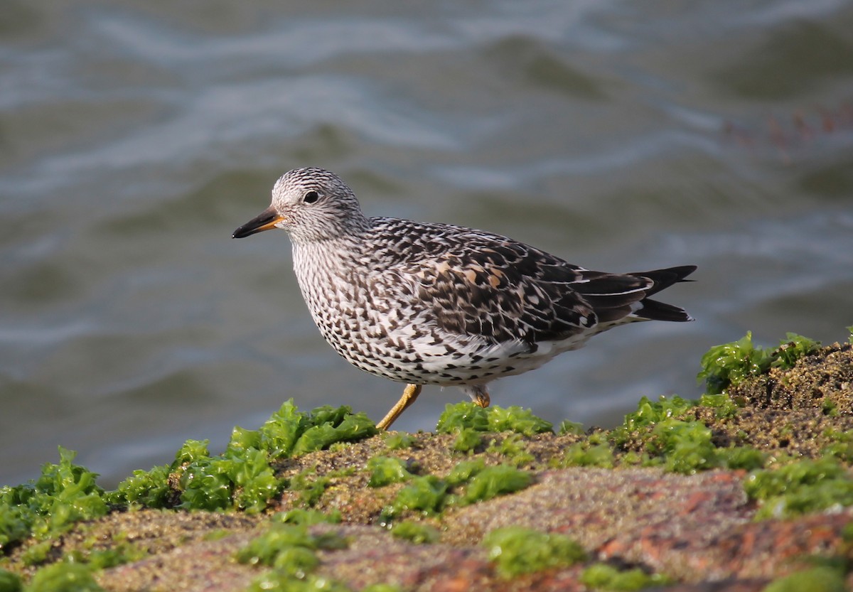 Surfbird - Stephan Lorenz