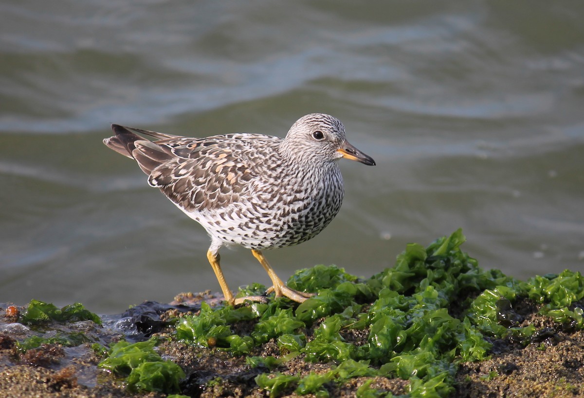 Surfbird - ML247680861