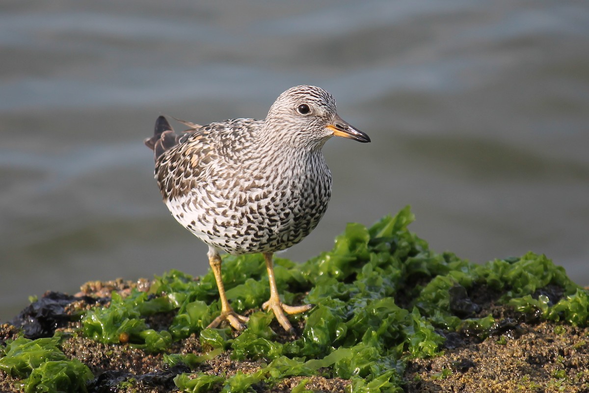 Surfbird - ML247680911