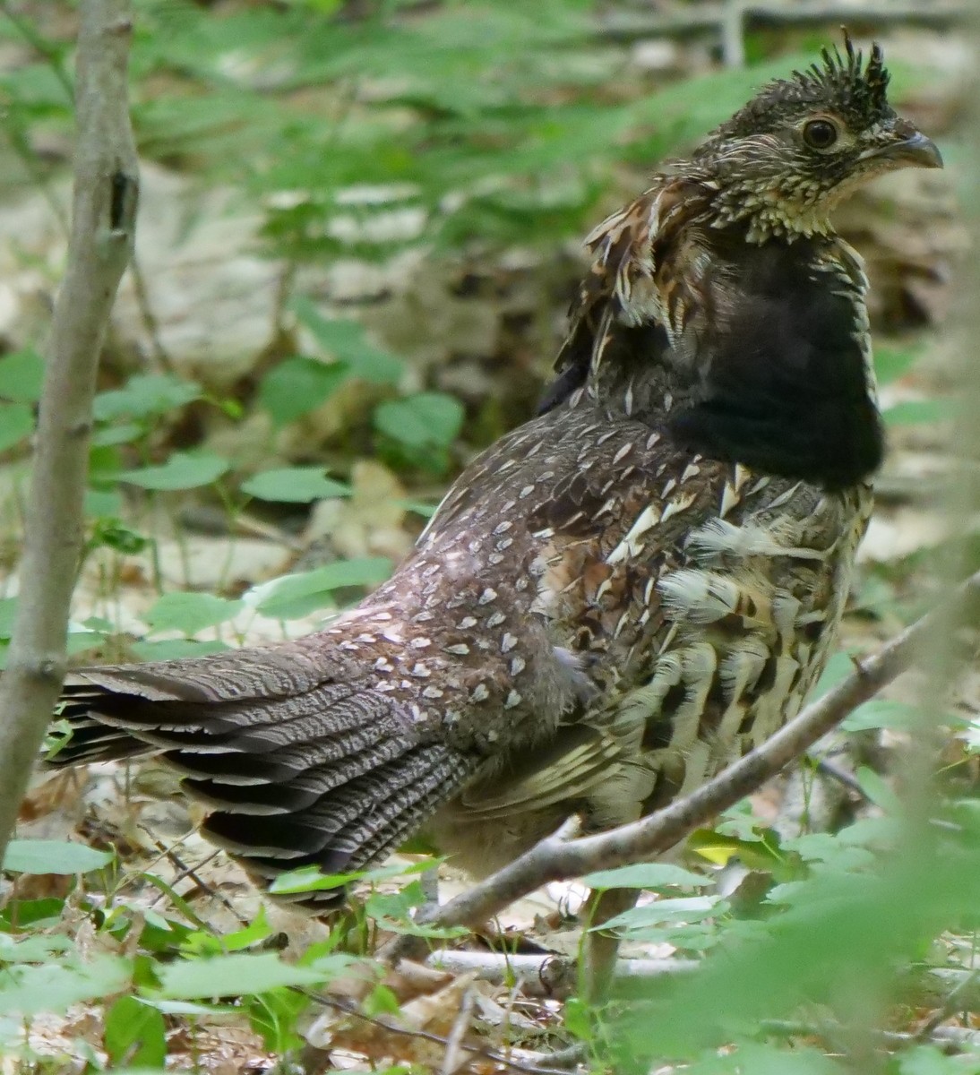 Ruffed Grouse - ML247681021