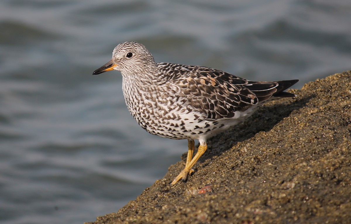 Surfbird - ML247681051